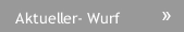 Aktueller- Wurf Aktueller- Wurf