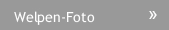 Welpen-Foto