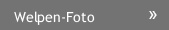 Welpen-Foto