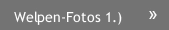 Welpen-Fotos 1.)